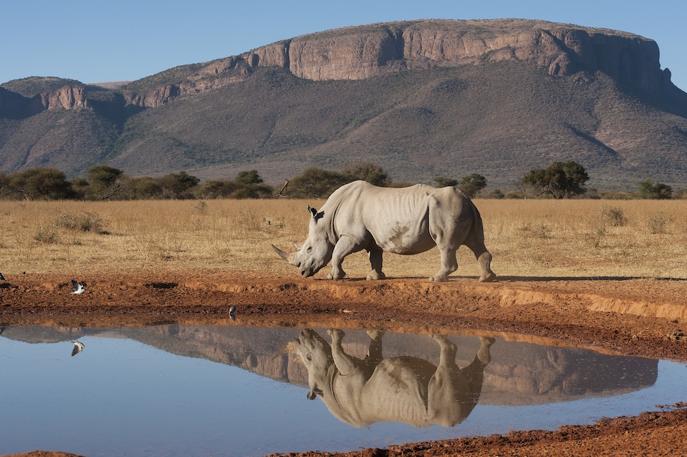 beautiful destinations: The ultimate dream; a safari in South Africa